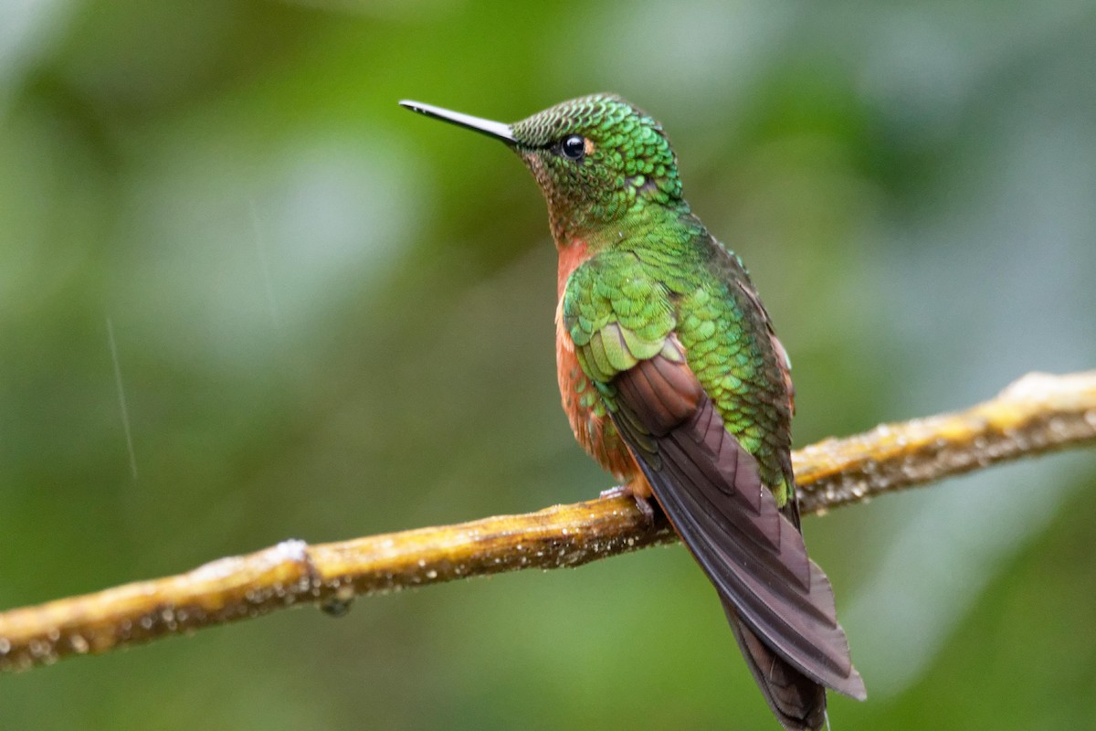 kolibřík peruánský - ML173811531