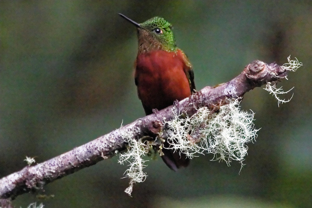 kolibřík peruánský - ML173811541