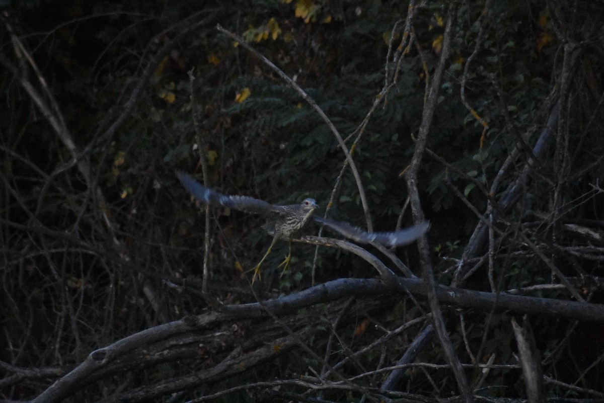 Black-crowned Night Heron - ML173811591