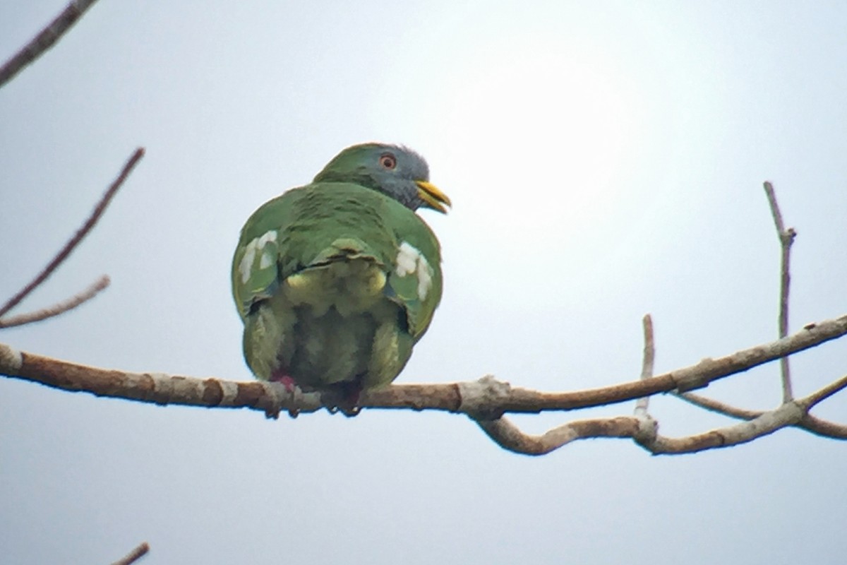 Claret-breasted Fruit-Dove - ML173811761