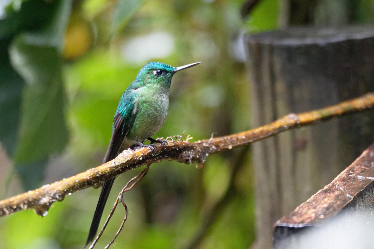 Long-tailed Sylph - ML173811821