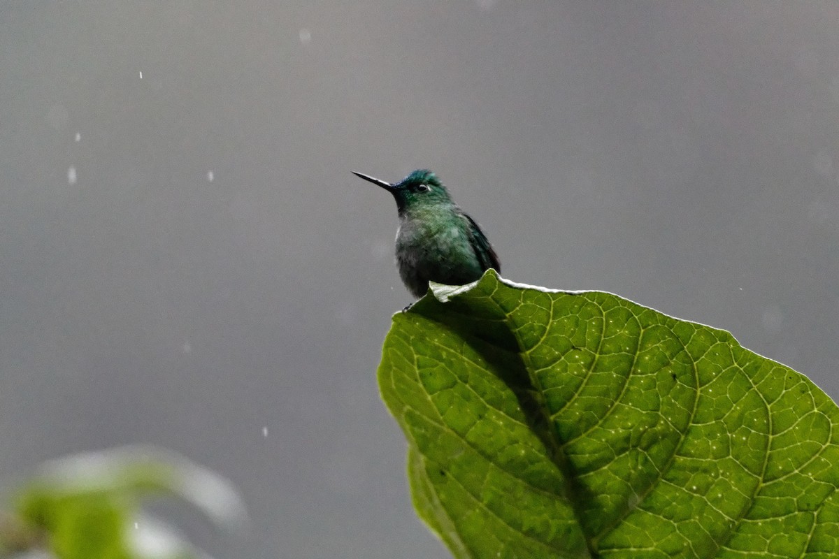 Long-tailed Sylph - ML173811831