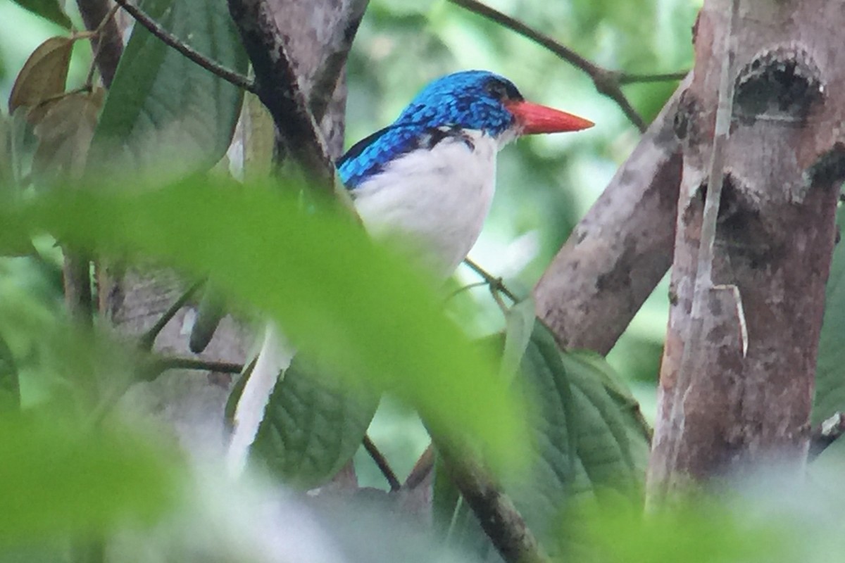 Biak Paradise-Kingfisher - Charley Hesse TROPICAL BIRDING