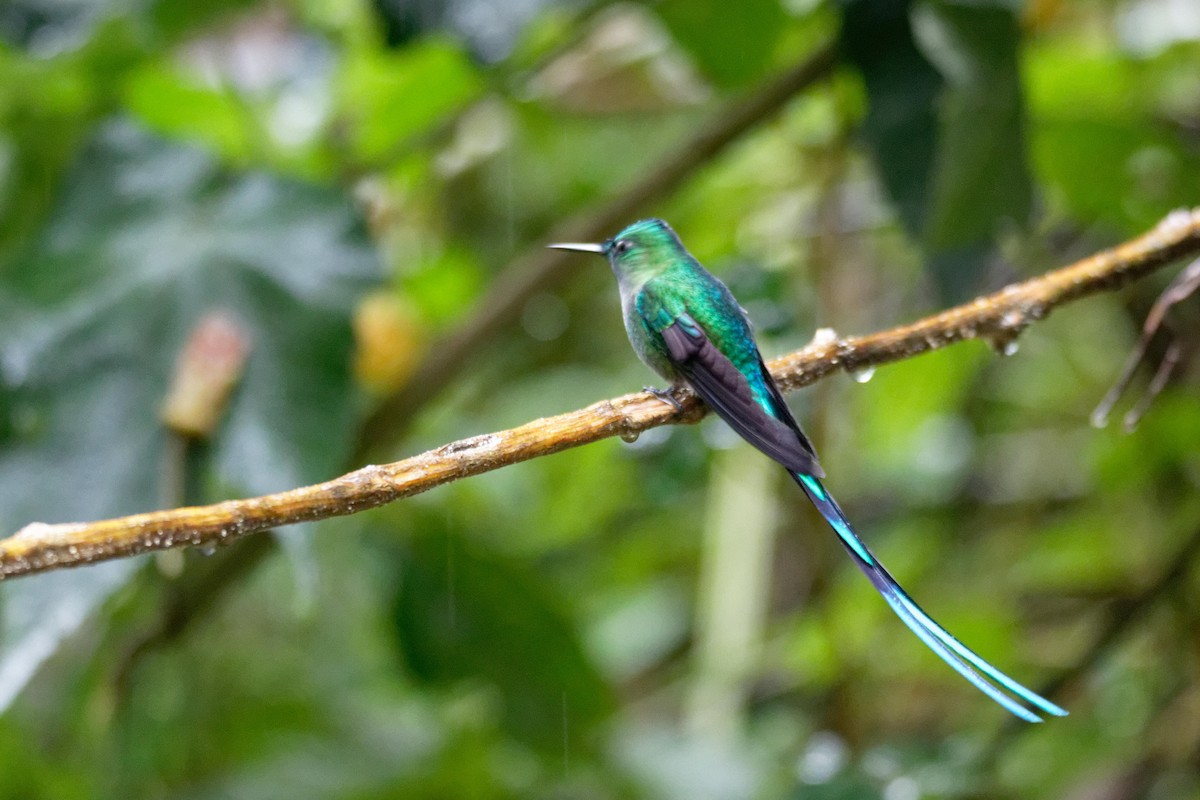 Long-tailed Sylph - ML173812051