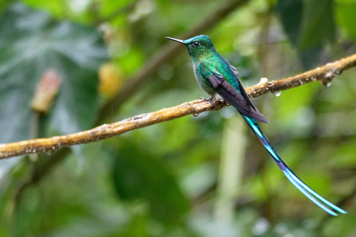 Long-tailed Sylph - Anonymous