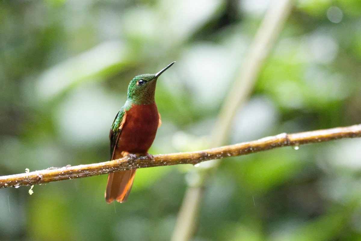 kolibřík peruánský - ML173812131