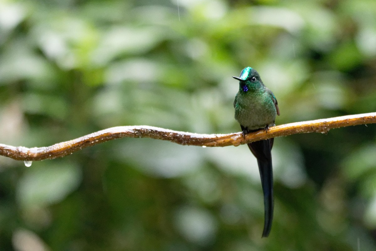 Long-tailed Sylph - ML173812171