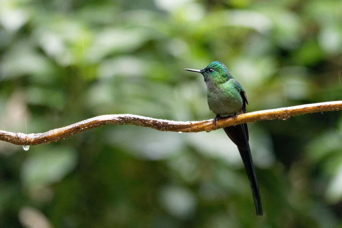 Long-tailed Sylph - ML173812181