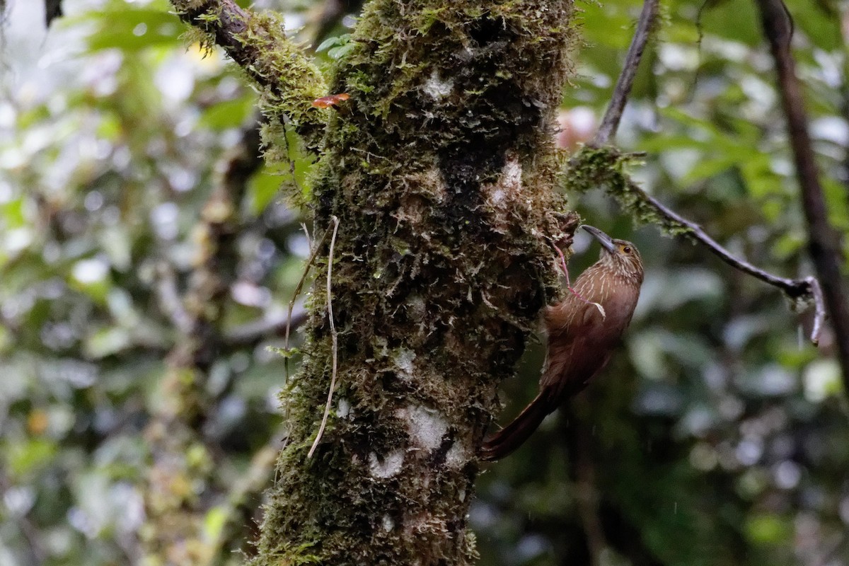 Strong-billed Woodcreeper - ML173812361