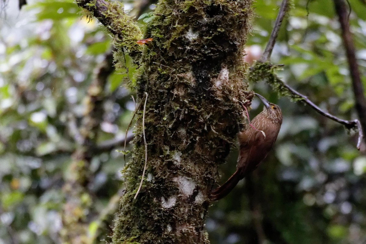Strong-billed Woodcreeper - ML173812411