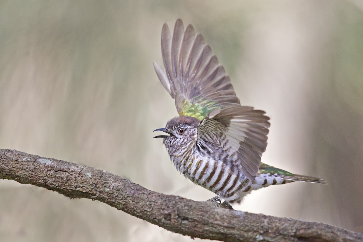 Shining Bronze-Cuckoo - ML173816071