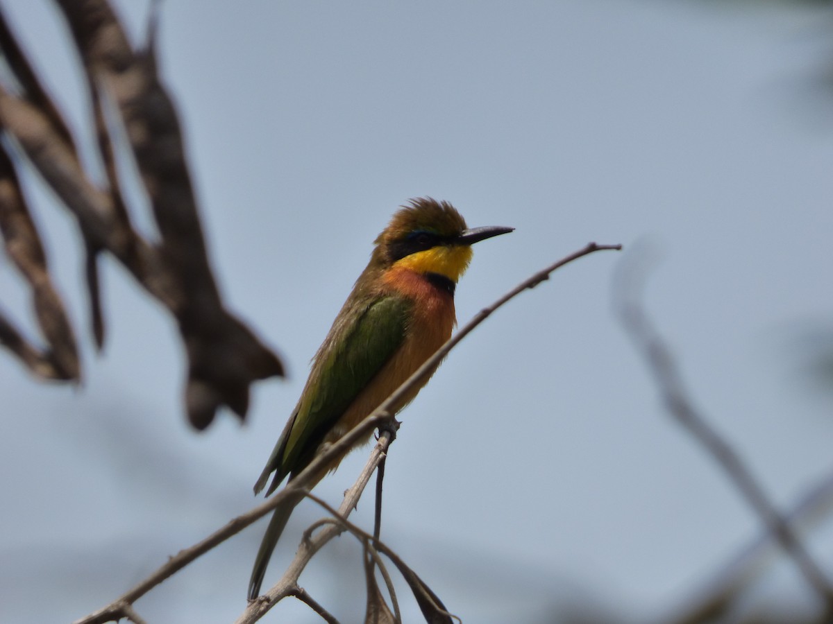 Cinnamon-chested Bee-eater - Rusty  Pritchard