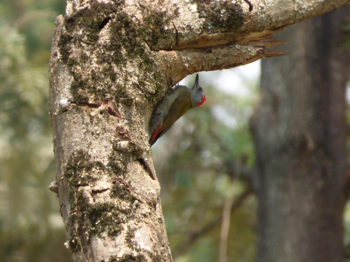 African Gray Woodpecker - Rusty  Pritchard