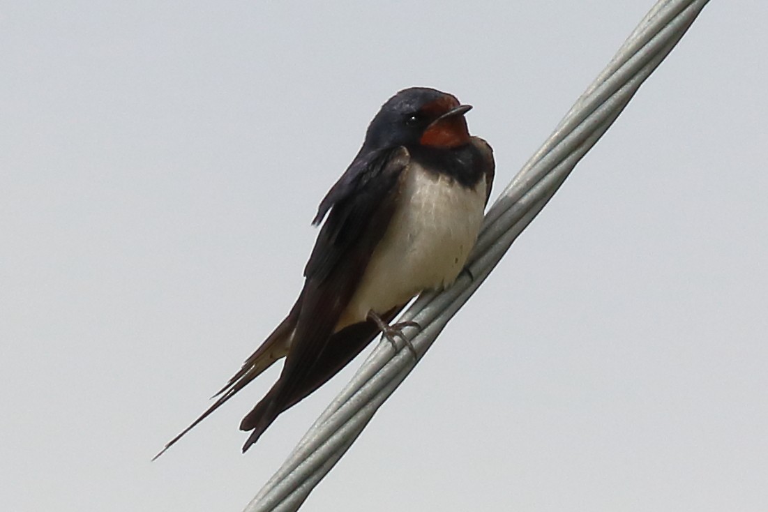 Barn Swallow - ML173817581