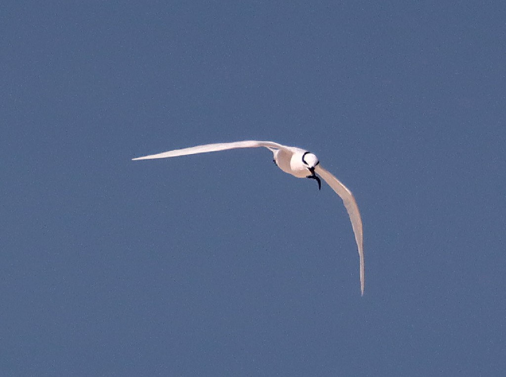 Black-naped Tern - jannette and peter manins