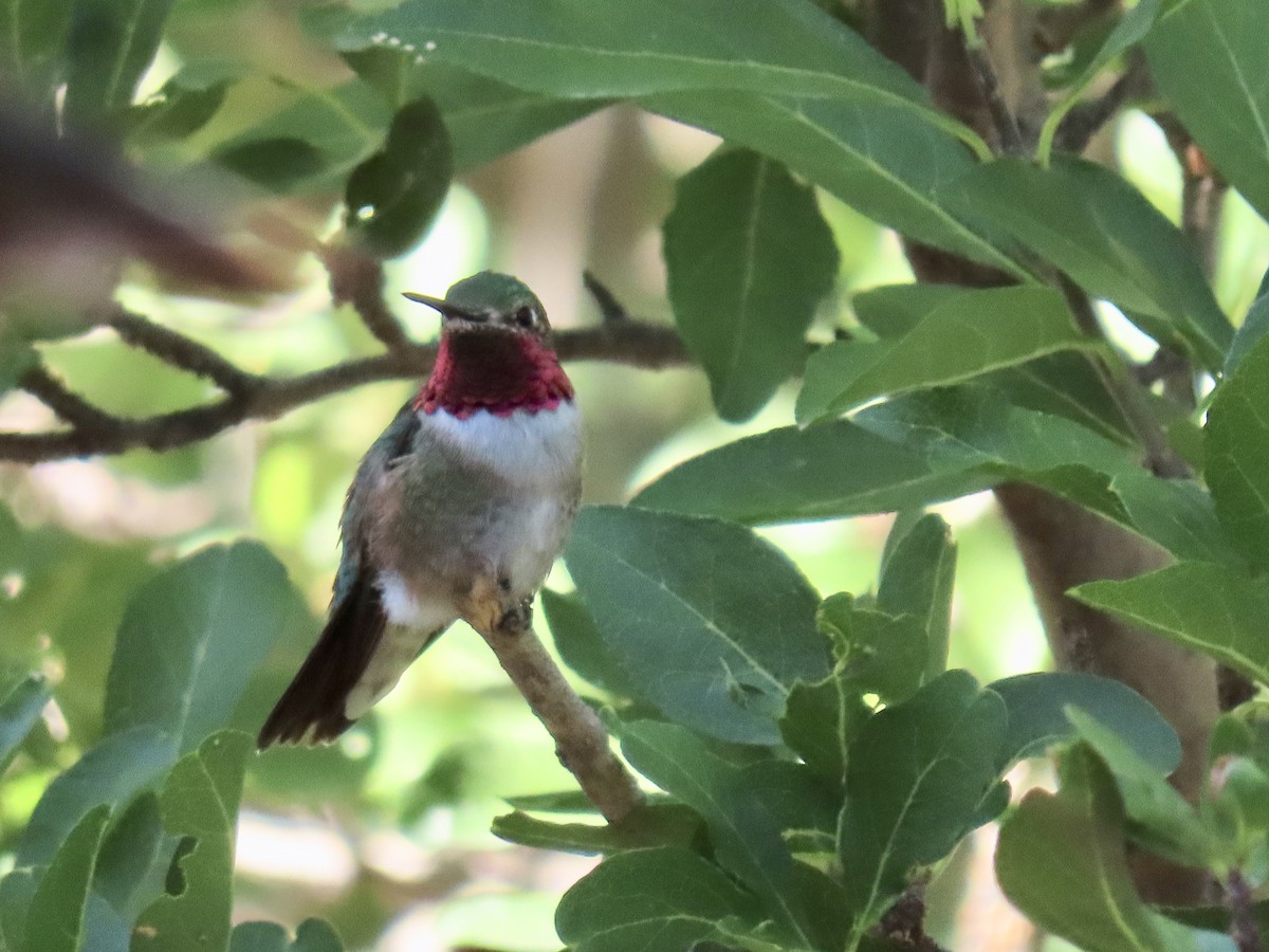 Broad-tailed Hummingbird - Diane Roberts