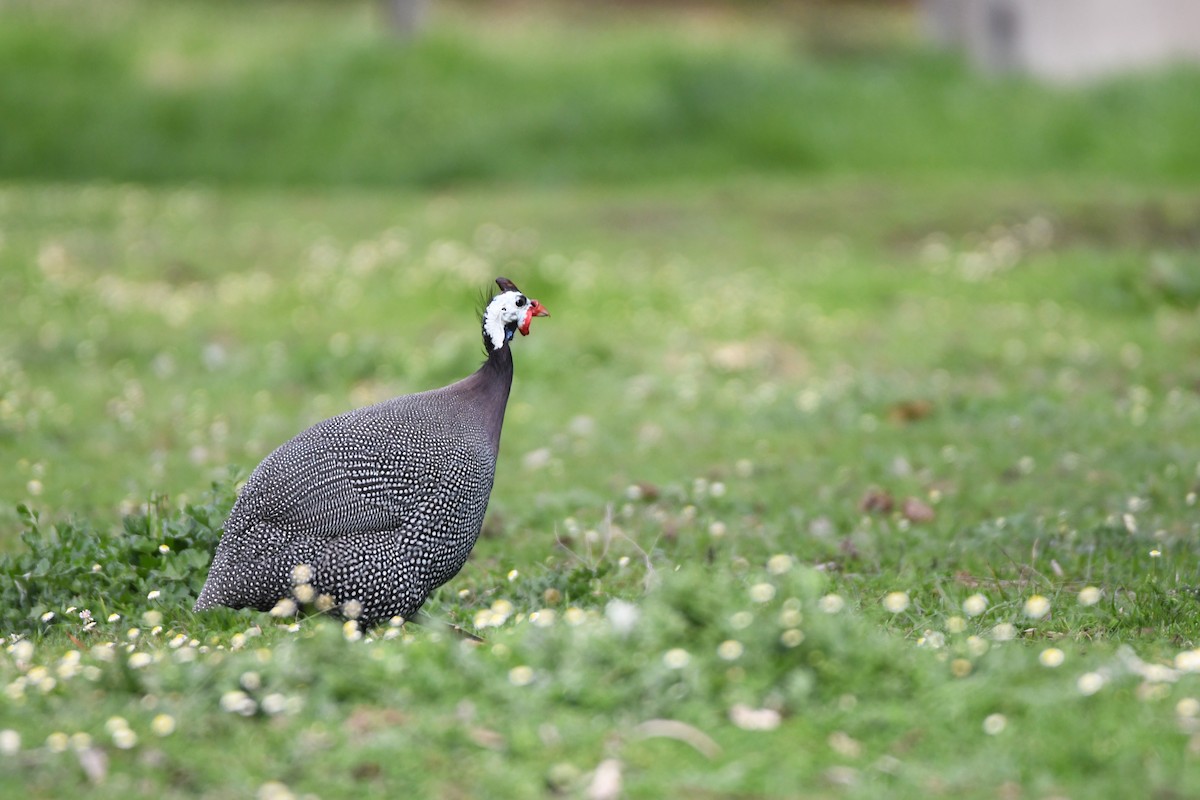 Helmeted Guineafowl (West African) - ML173818991