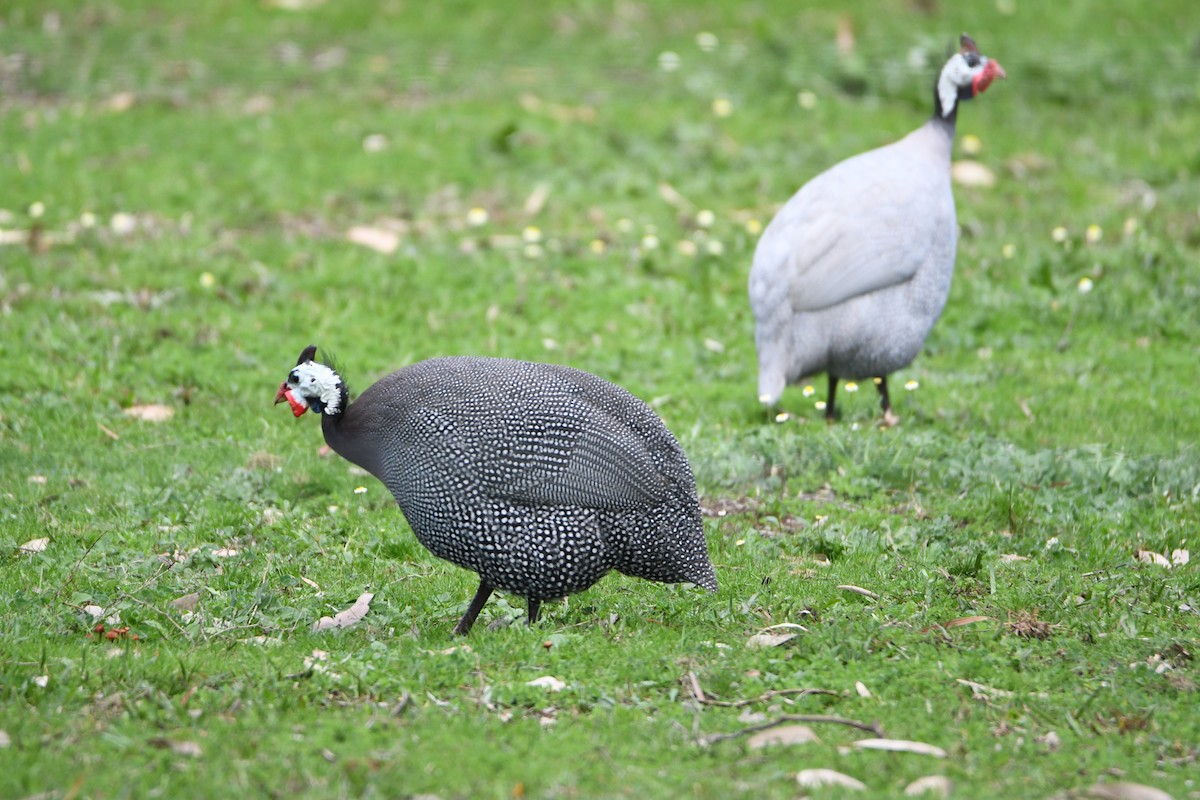 Helmeted Guineafowl (West African) - ML173819001