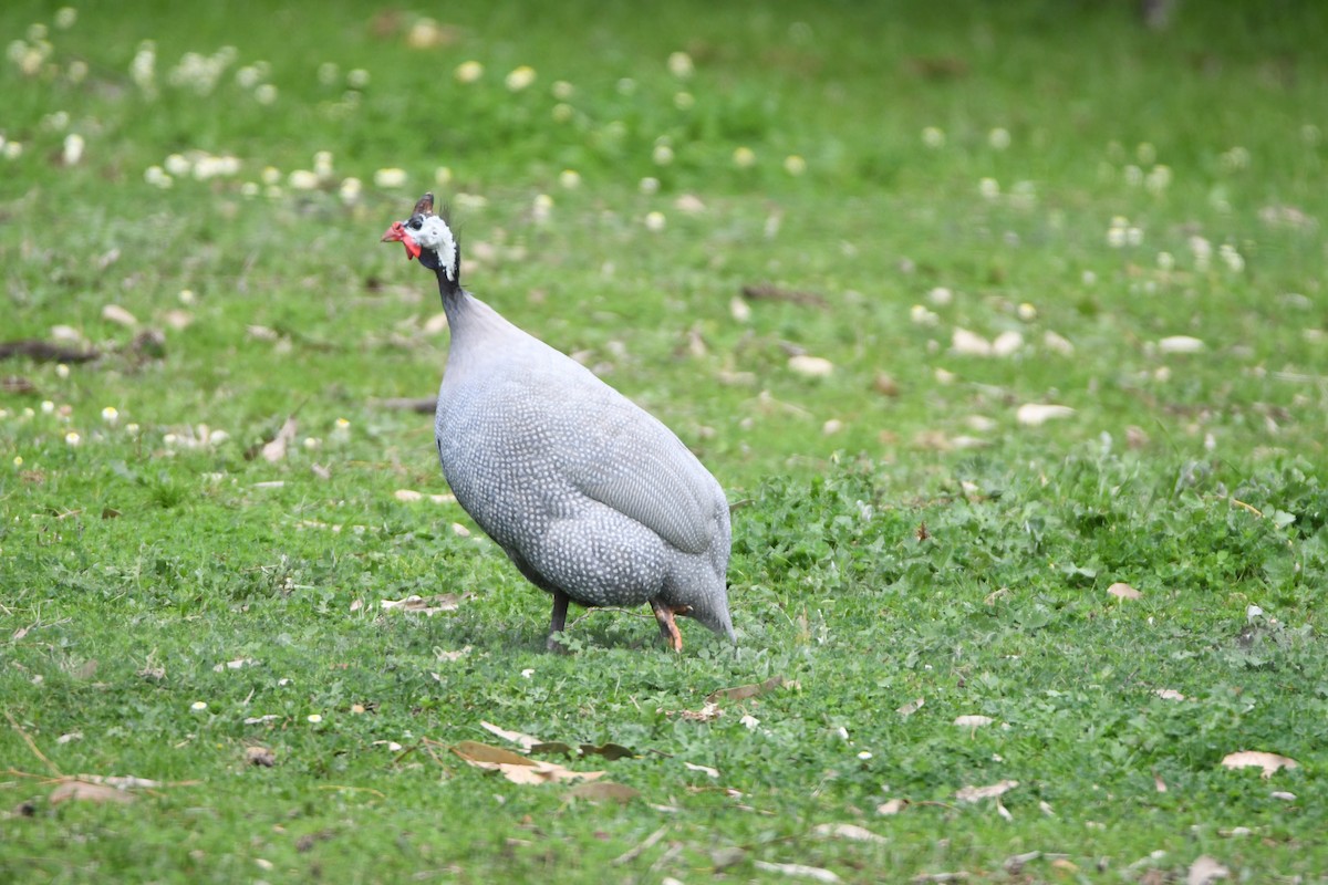 Helmeted Guineafowl (West African) - ML173819011