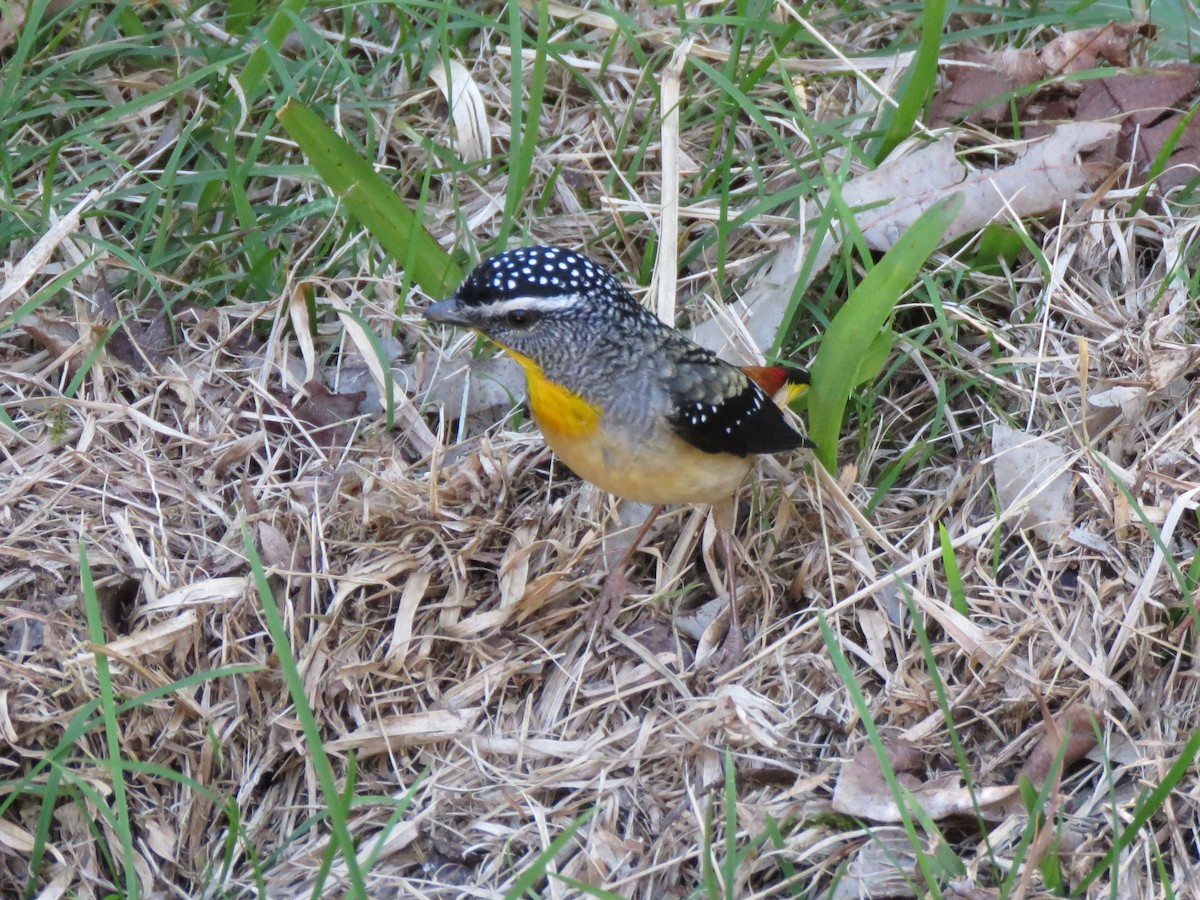 Spotted Pardalote - ML173819441