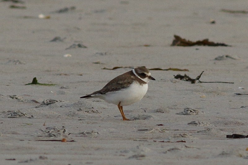 Semipalmated Plover - ML173820011