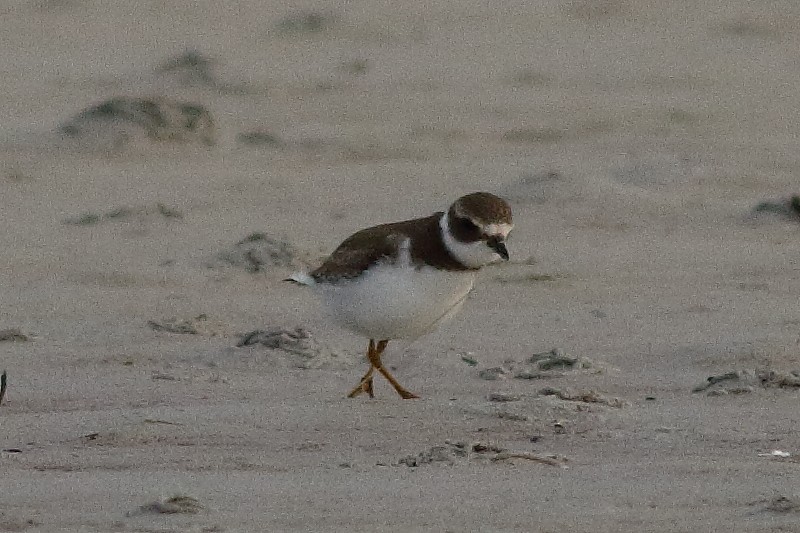 Semipalmated Plover - ML173820021