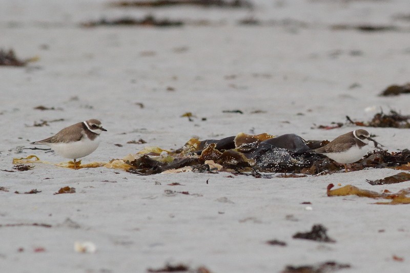 Semipalmated Plover - ML173820031