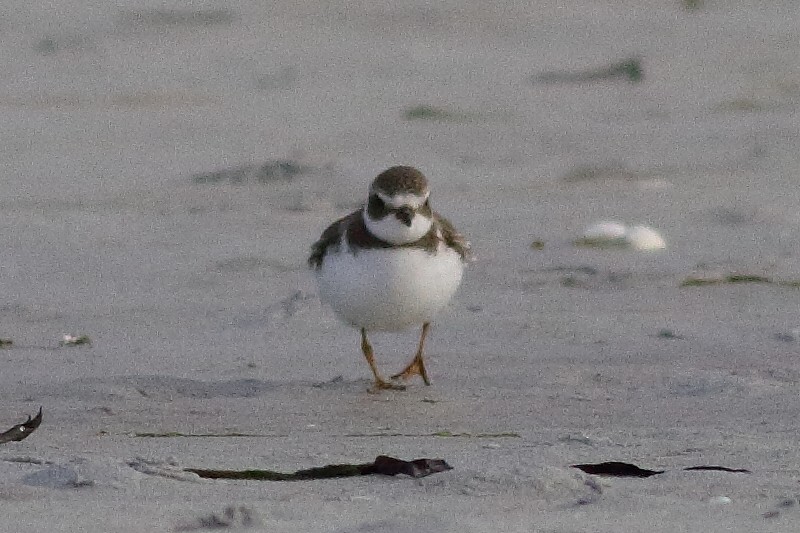 Semipalmated Plover - ML173820041
