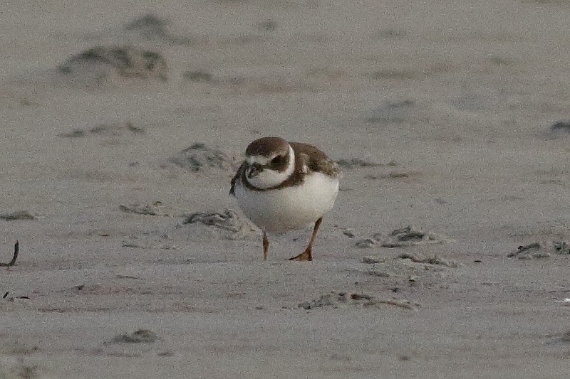 Semipalmated Plover - ML173820051
