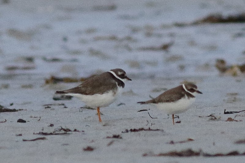 Semipalmated Plover - ML173820061