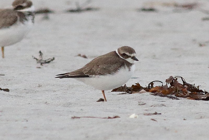 Semipalmated Plover - ML173820081