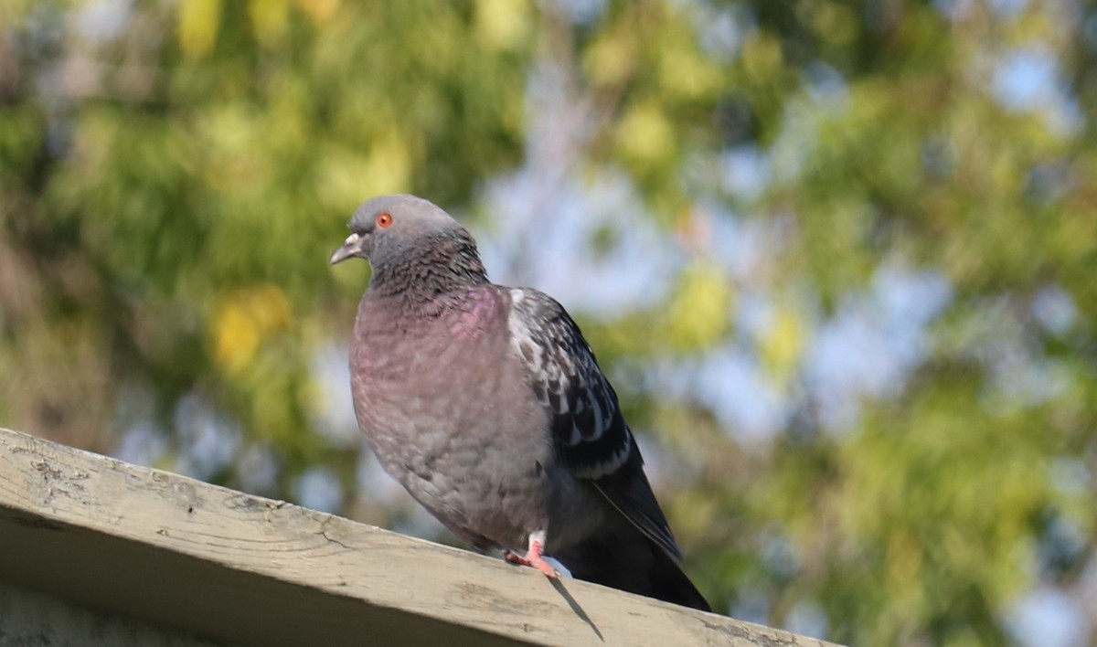 Rock Pigeon (Feral Pigeon) - Leo & Melissa Bachand