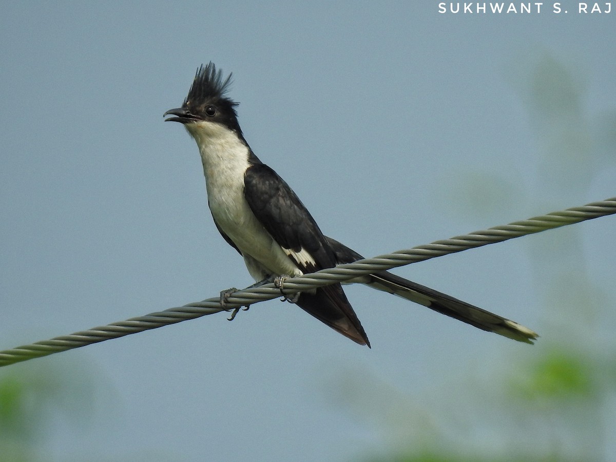 Pied Cuckoo - Sukhwant S Raj