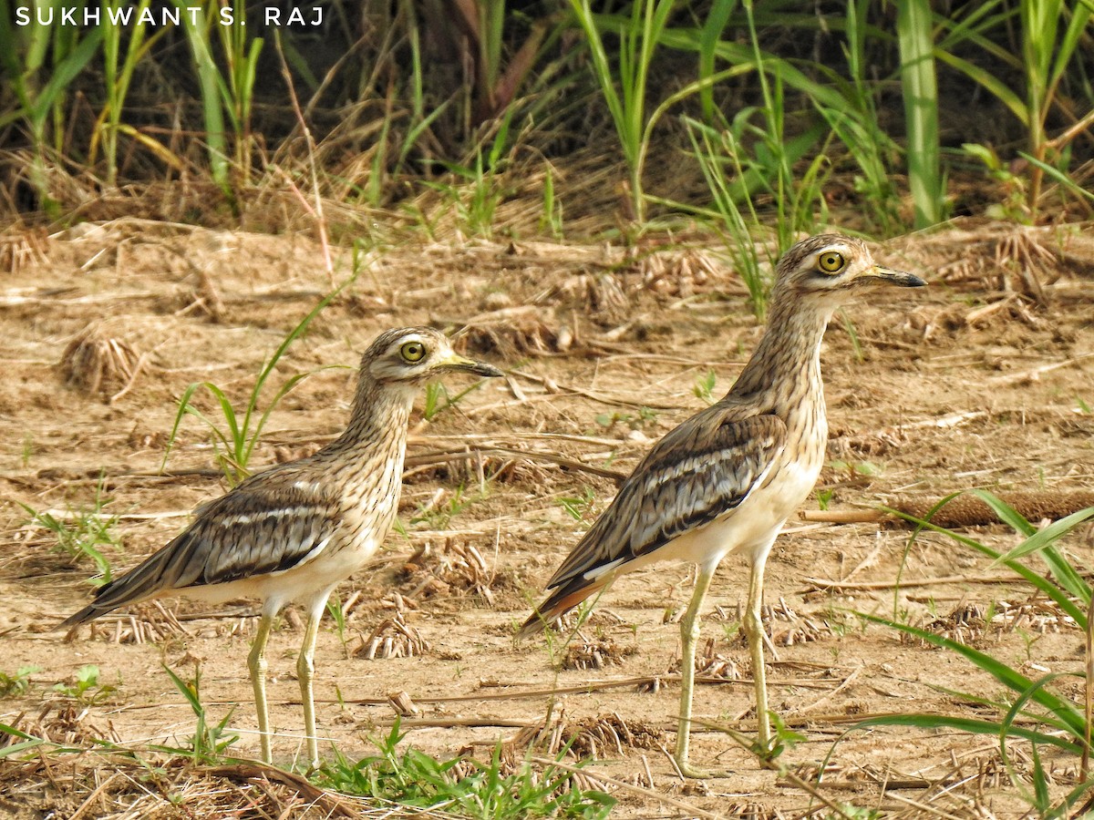 Indian Thick-knee - Sukhwant S Raj