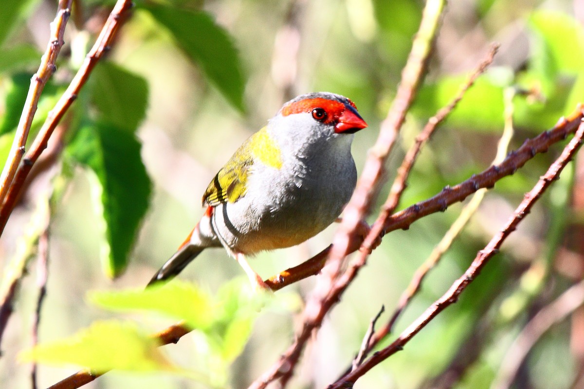 Red-browed Firetail - ML173828251
