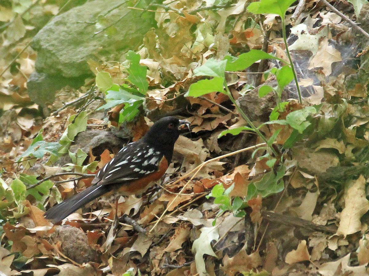 Spotted Towhee - ML173832361