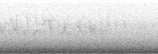 Grass Wren (Puna) - ML173833