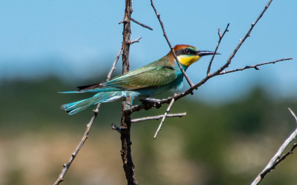 European Bee-eater - Nick Simon