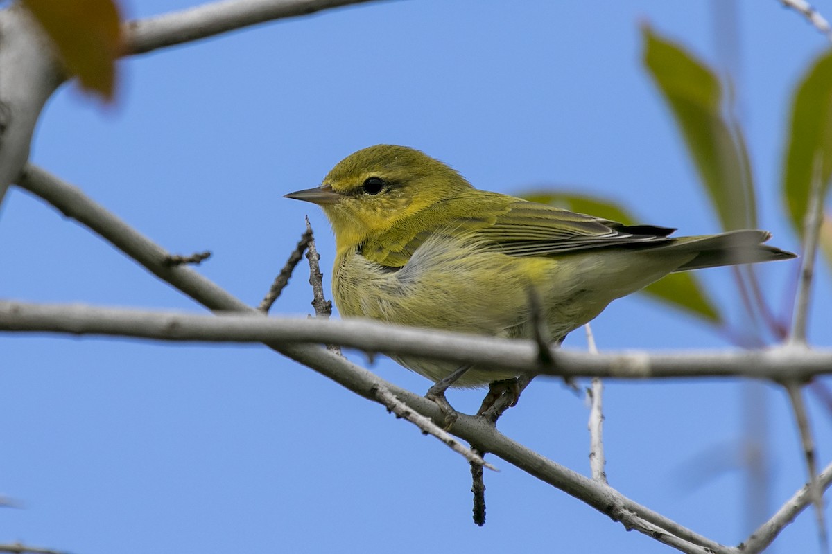 Tennessee Warbler - Janet Hill