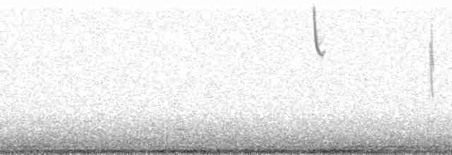 Grass Wren (Puna) - ML173835