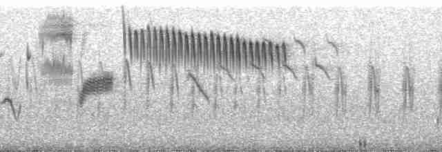 Grass Wren (Puna) - ML173839