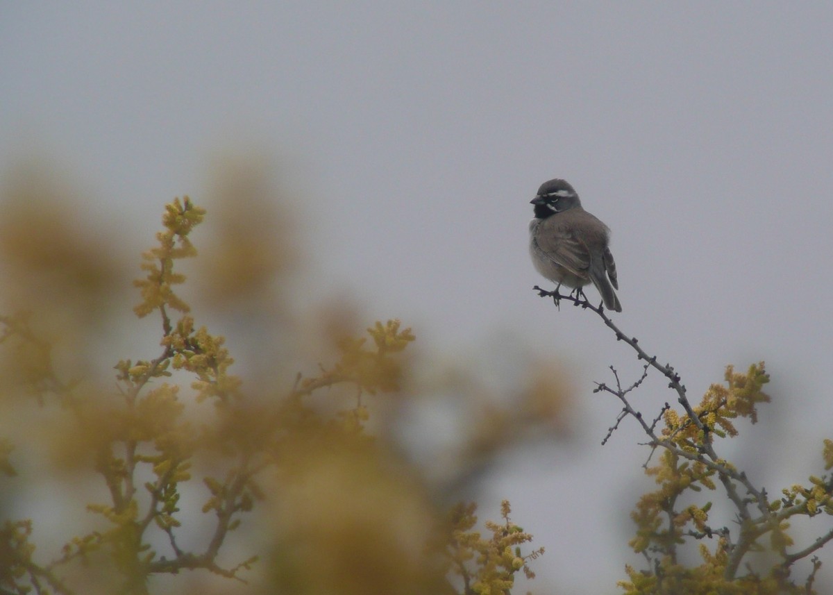 Black-throated Sparrow - ML173839681