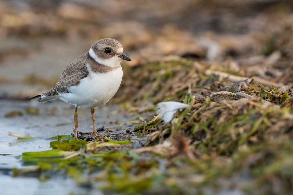 Semipalmated Plover - ML173842331