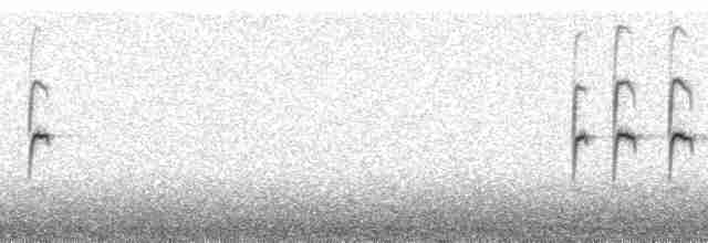 Grass Wren (Puna) - ML173843