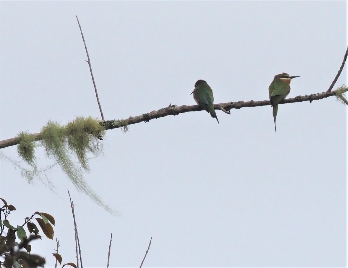 Madagascar Bee-eater - Cin-Ty Lee