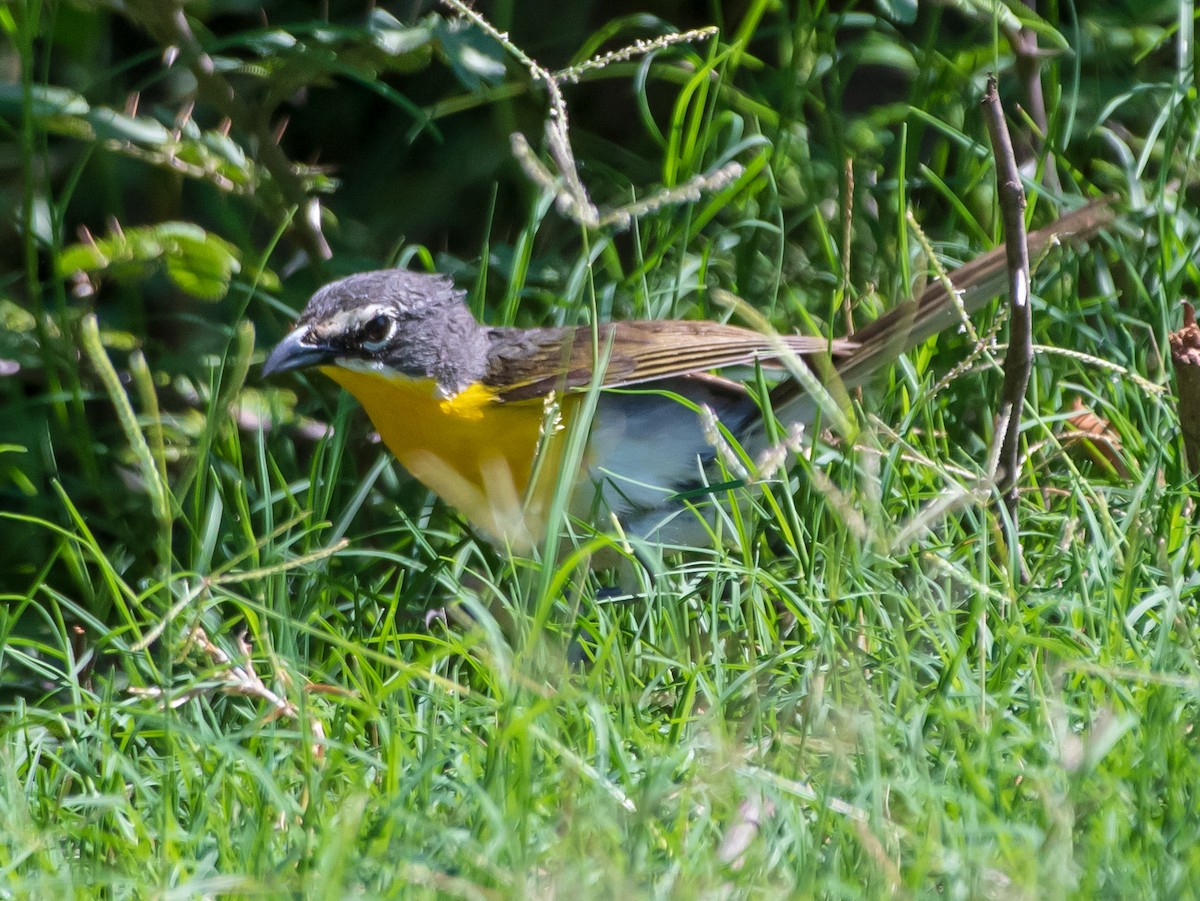 Yellow-breasted Chat - ML173845701
