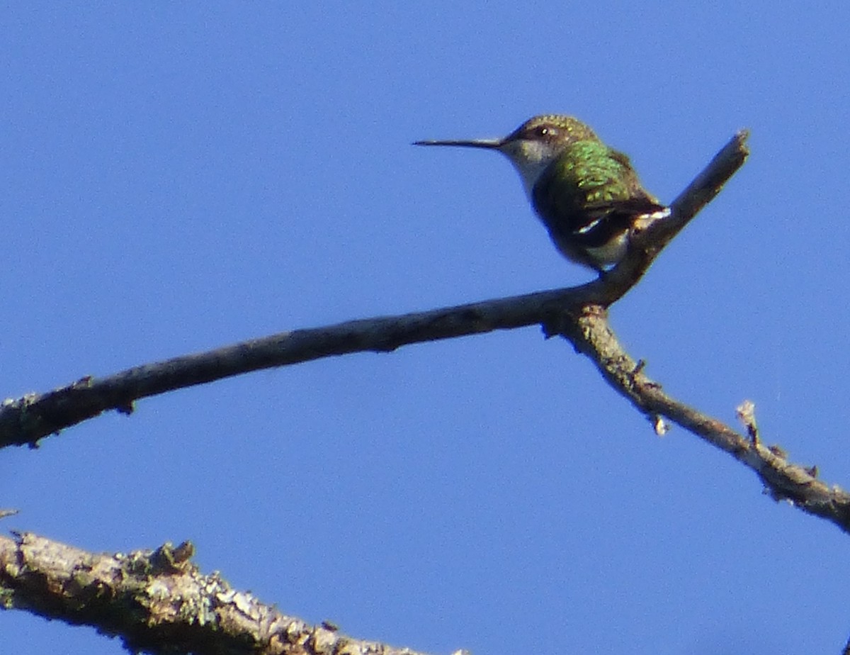 Ruby-throated Hummingbird - ML173850431