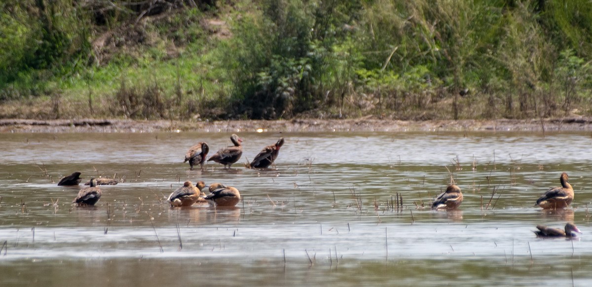 Fulvous Whistling-Duck - Mary McSparen