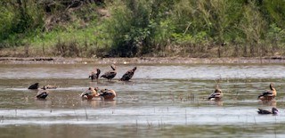 Fulvous Whistling-Duck, ML173850981