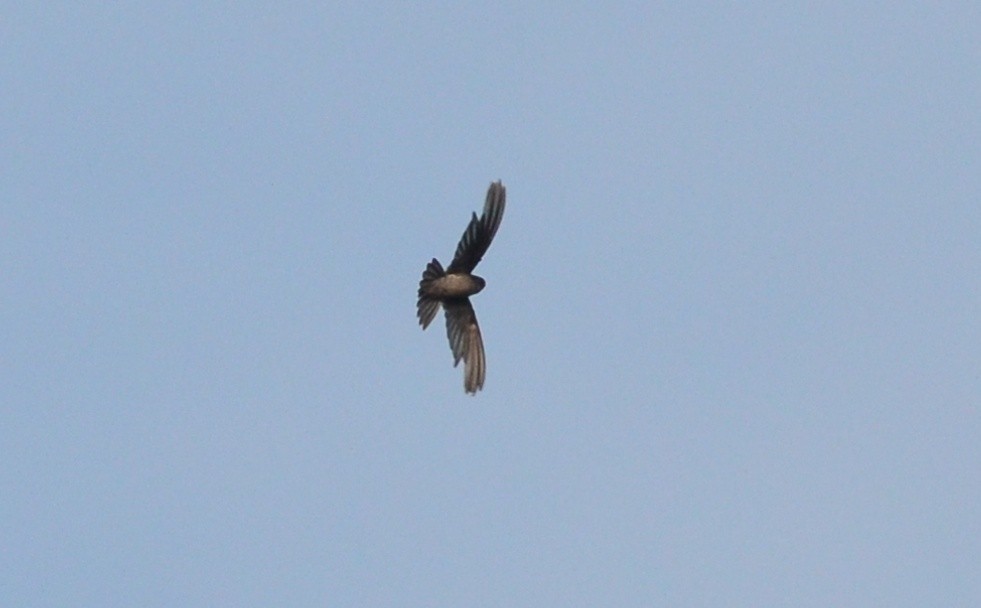 Indian Swiftlet - ML173851881